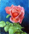 Rose, oil, 16x12 (40x30 cm)